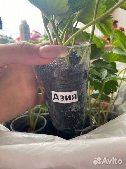 Рассада клубники. Бронь на весну