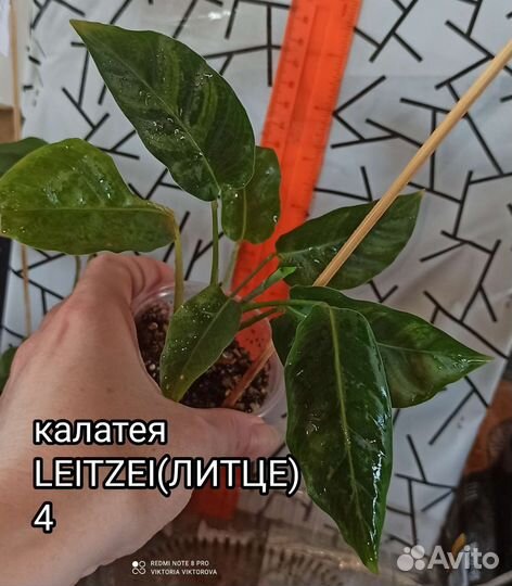 Калатея leitzei (Литце)