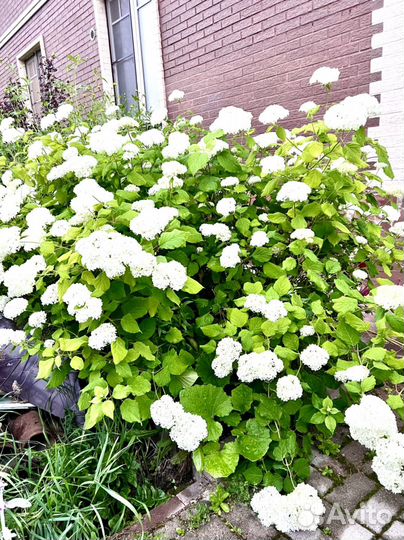 Многолетние цветы