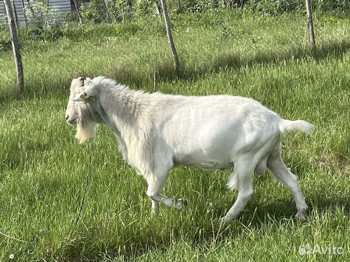 Козел зааненский