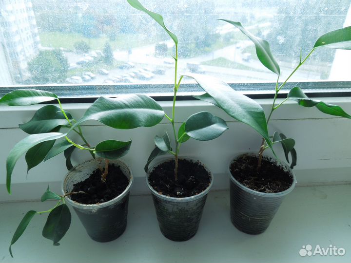 Продам комнатные цветы - фикусы