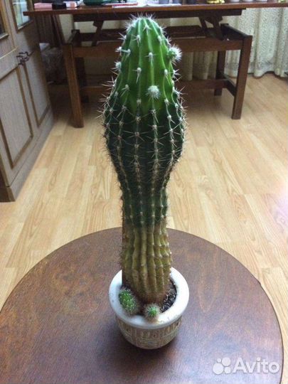 Цветок Кактус Кактусы