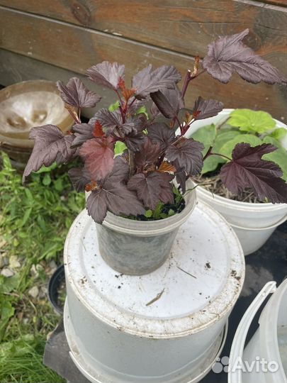 Пузыреплодник diablo