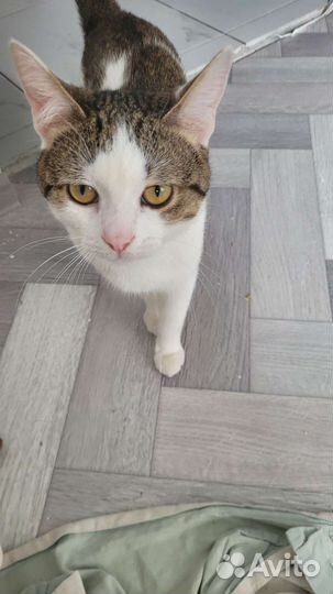 Европейская