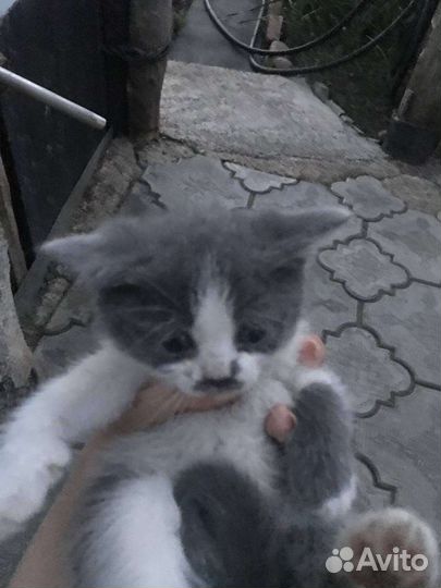 Котята от веслоухой кошки