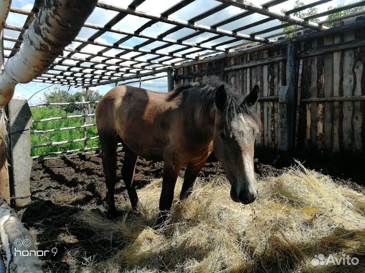 Лошадь полтарашка