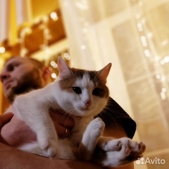 Кошки