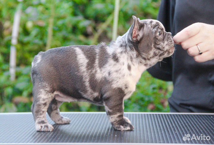 Французский бульдог