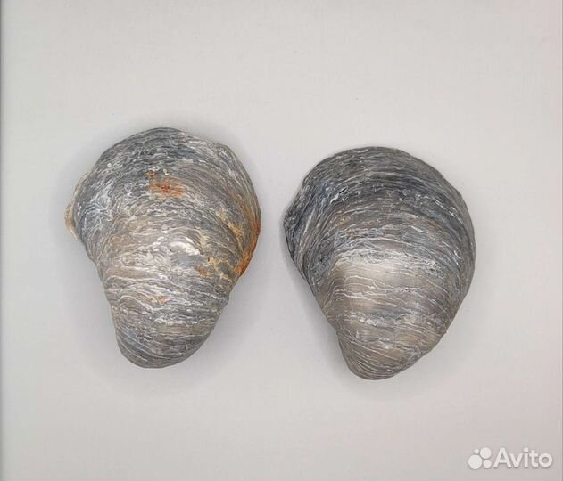 Грифеи Gryphaeidae (8 см), Россия / Окаменелости