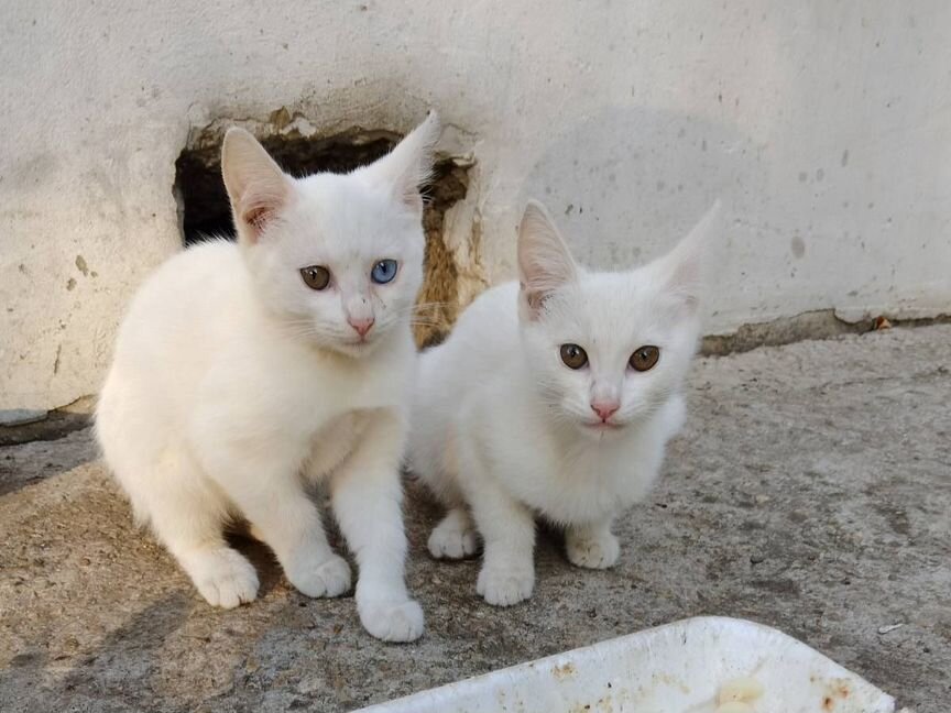 Ищем дом для котят от бездомной кошки