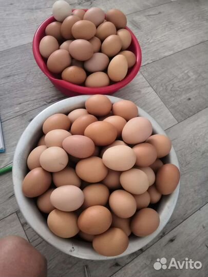 Инкубационное яйцо