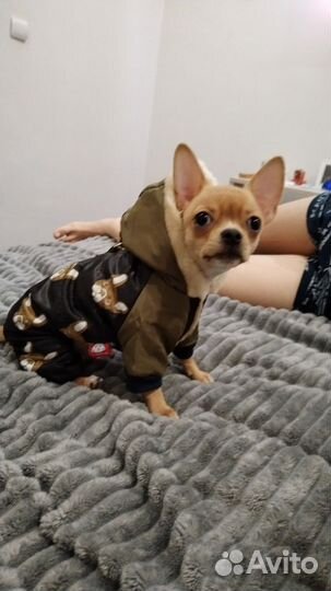 Вещи для собаки