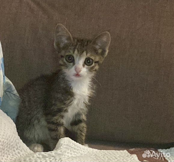 Кошка в дар