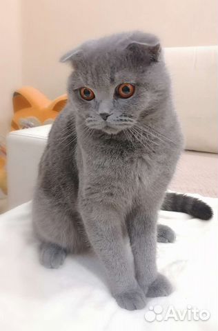 Британский кот вязка