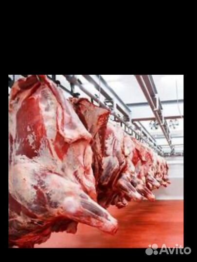 Мясо говядина телятина