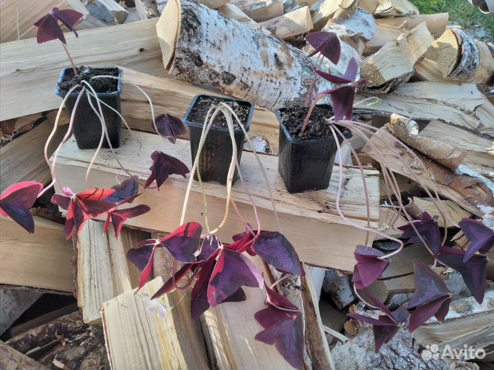 Комнатные растения цветы