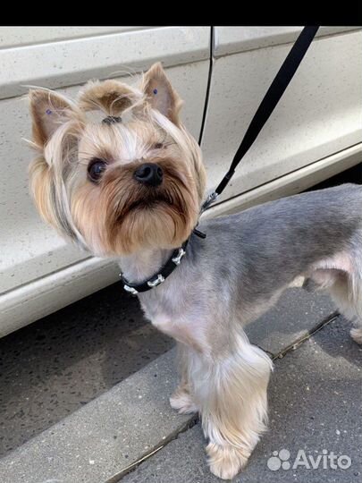 Йоркширский терьер