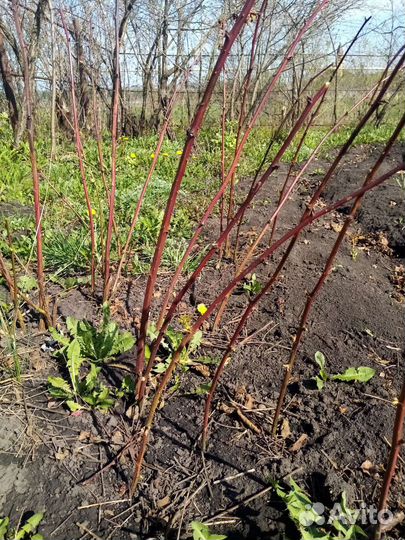 Саженцы ежемалины