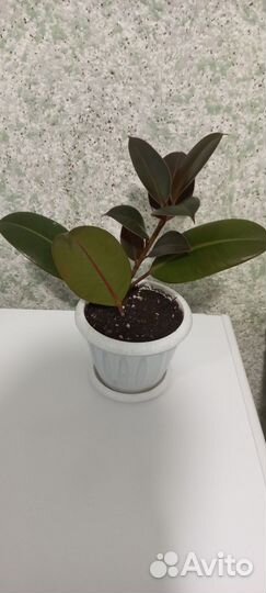 Фикус каучуконосный