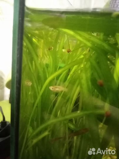Аквариумные рыбки