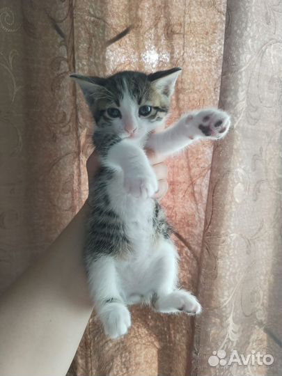 Кошка в дар