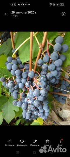 Растения саженцы винограда