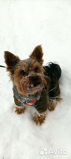 Йеркширский терьер вязка мальчик