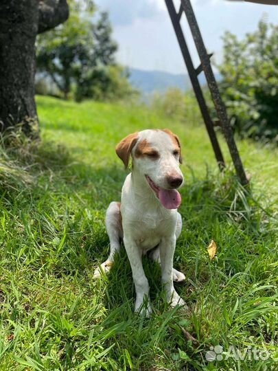Собаки бесплатно в добрые руки щенки