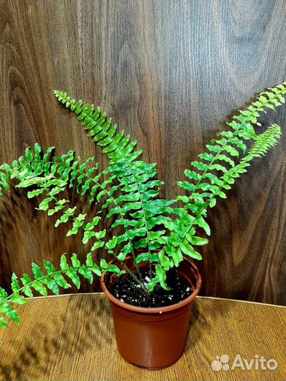 Папоротники