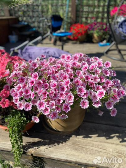 Петуния ампельная и каскадная, рассада