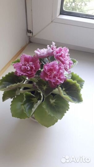 Фиалка в горшках