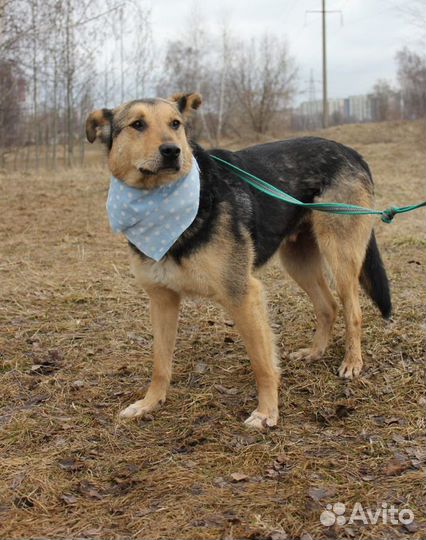 Милый пёс ищет маму