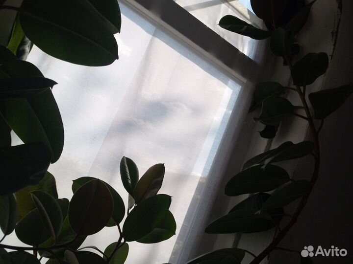 Фикус огромный