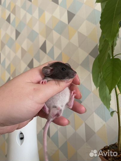 Крысята Дамбо