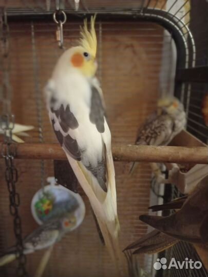 Попугай карелла птенцы