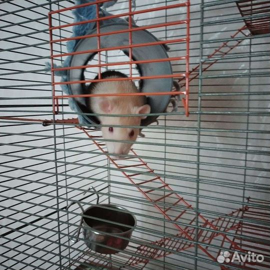 Передержка грызунов и птиц