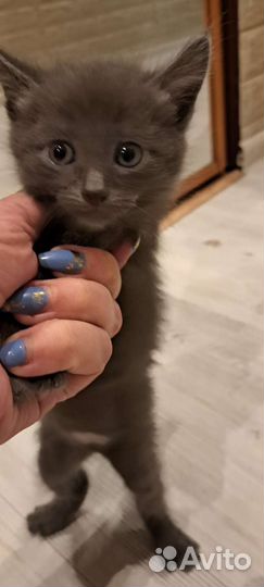 Кошка