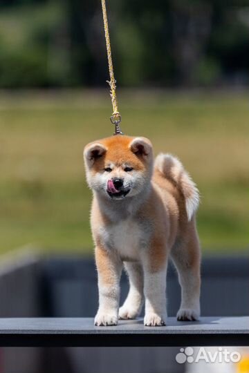 Супер красивые малыши Акита Ину