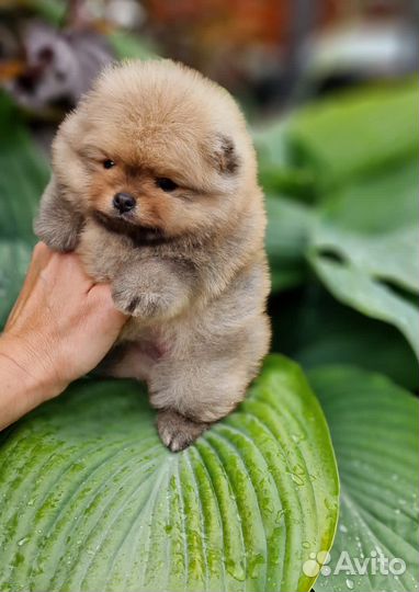 Щенки померанского шпица