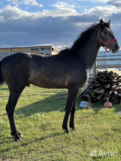 Карачаевский жеребец