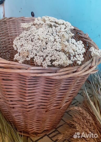 Сухоцветы злаки для декора