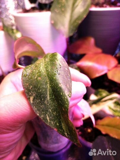 Филодендрон оранжевая принцесса