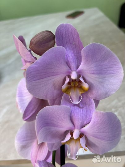 Орхидея фаленопсис