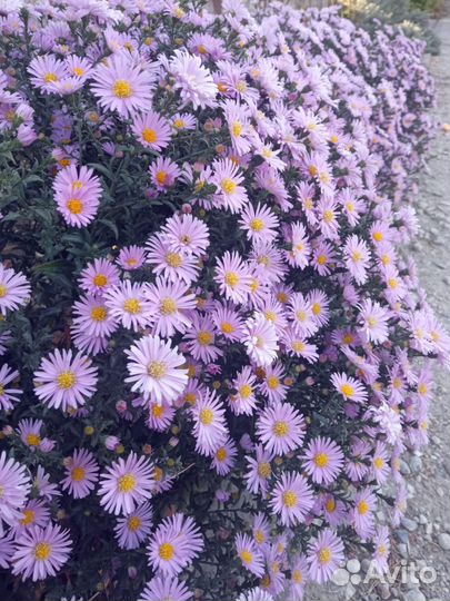 Многолетние цветы