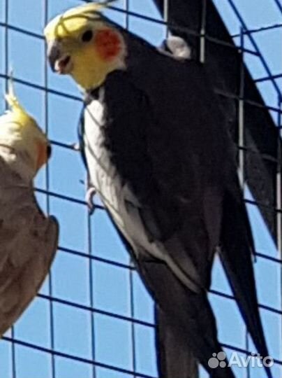 Попугай корелла