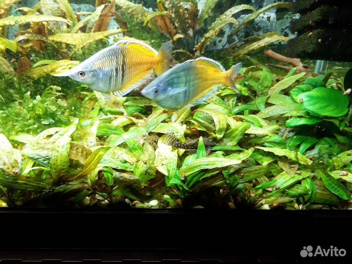 Растения для аквариума криптокорина