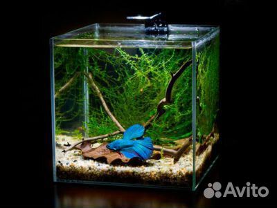 Аквариум с петушком