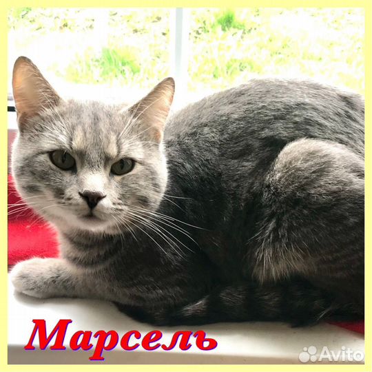 Котик Марсель ищет добрые ручки