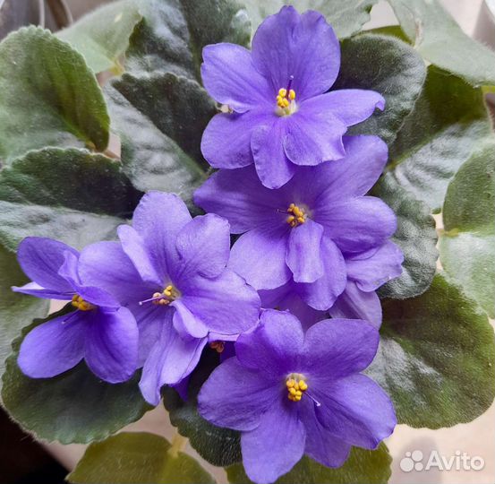 Фиалка адмирал