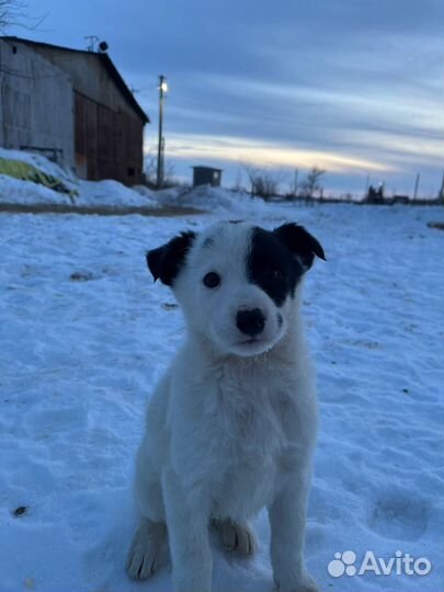 Щенки бесплатно